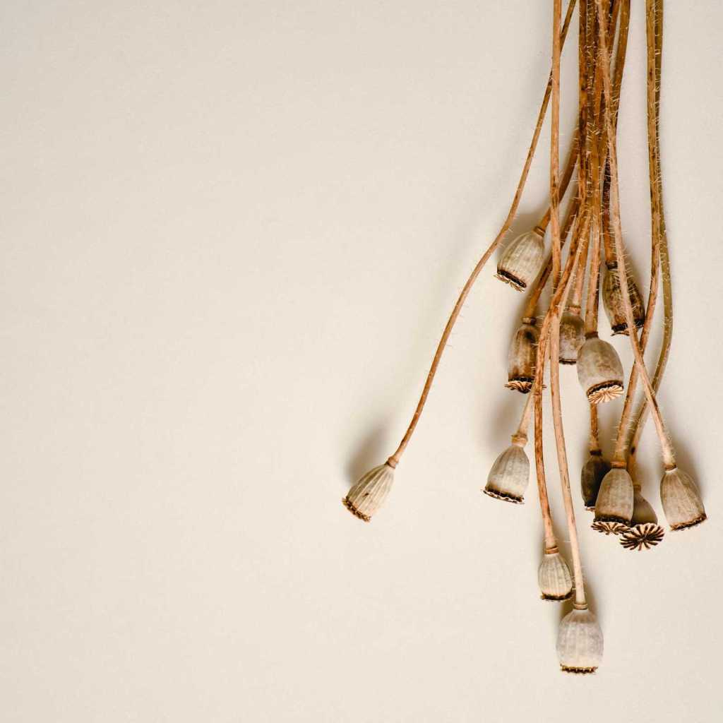 My first Yage&nbsp;experience